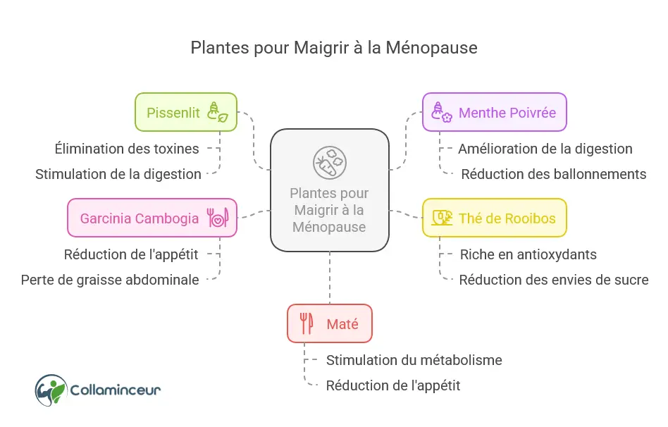 Quelle plante pour maigrir &agrave; la m&eacute;nopause