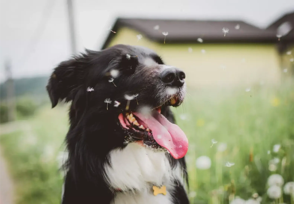 &Agrave; quelle p&eacute;riode de l&rsquo;ann&eacute;e les allergies au pollen apparaissent elles chez le chien