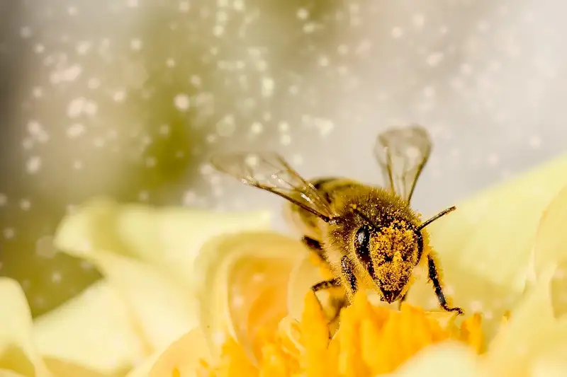 Comment le pollen est il transport&eacute; d&rsquo;une fleur &agrave; l&rsquo;autre