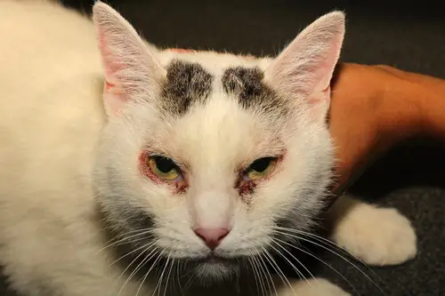 Comment savoir si mon chat est allergique au pollen