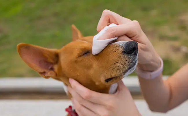 Comment savoir si mon chien est allergique au pollen