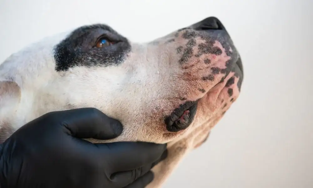 Comment soulager un chien allergique au pollen