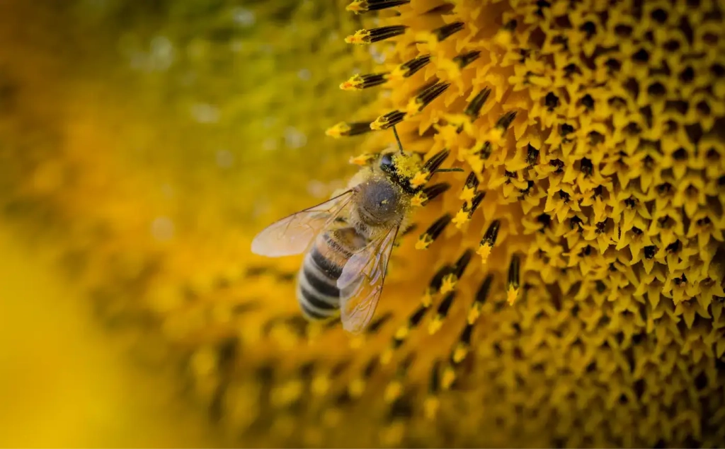 couleur du pollen