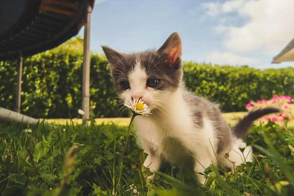 est ce qu un chat peut etre allergique au pollen