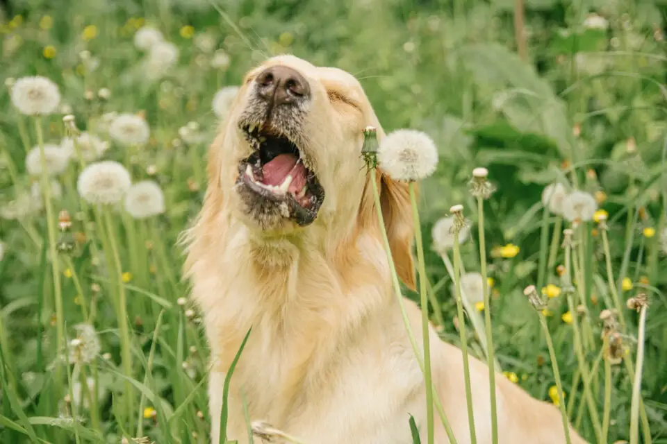 Est-ce que les chiens peuvent être allergiques au pollen