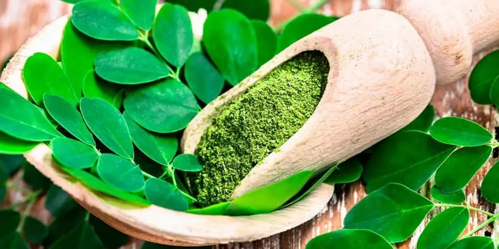 feuilles fra&icirc;ches de moringa