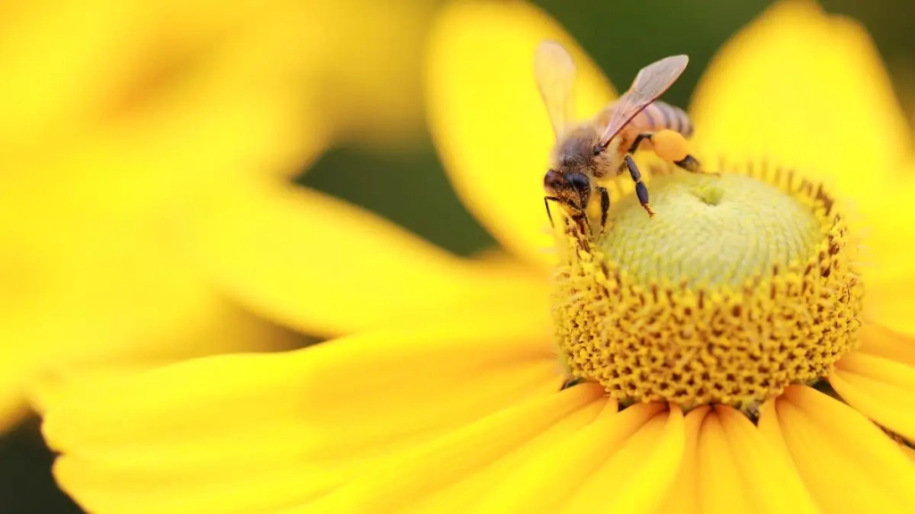 Le pollen