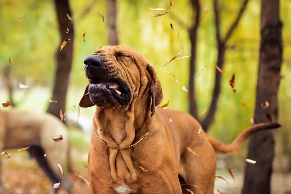 Peut on pr&eacute;venir les allergies au pollen chez les chiens