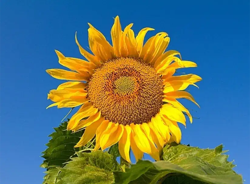 Peut on reconna&icirc;tre une plante &agrave; la couleur de son pollen