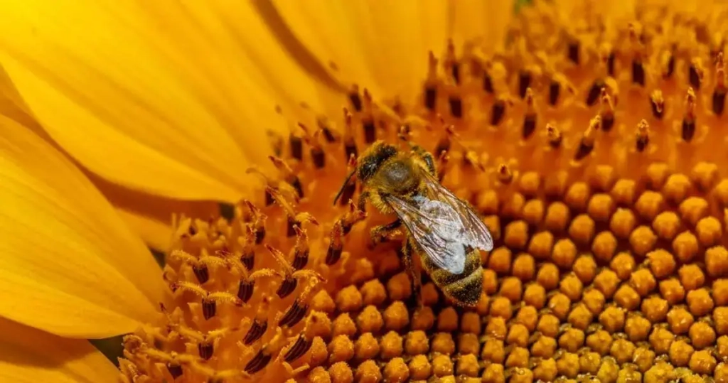 Pourquoi le pollen change t il de couleur