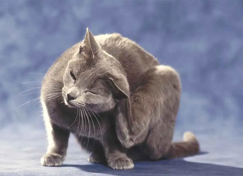 Pourquoi les chats d&eacute;veloppent ils des allergies au pollen