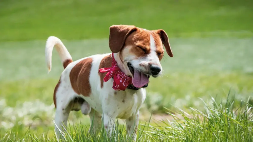 Tous les chiens peuvent ils d&eacute;velopper une allergie au pollen