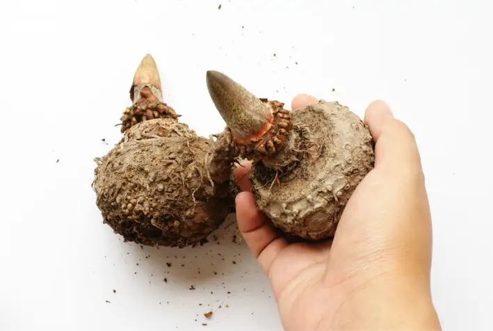 coupe faim naturels comme le konjac