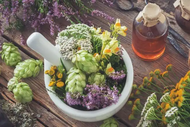 types de plantes et compl&eacute;ments sont recommand&eacute;s en naturopathie pour maigrir
